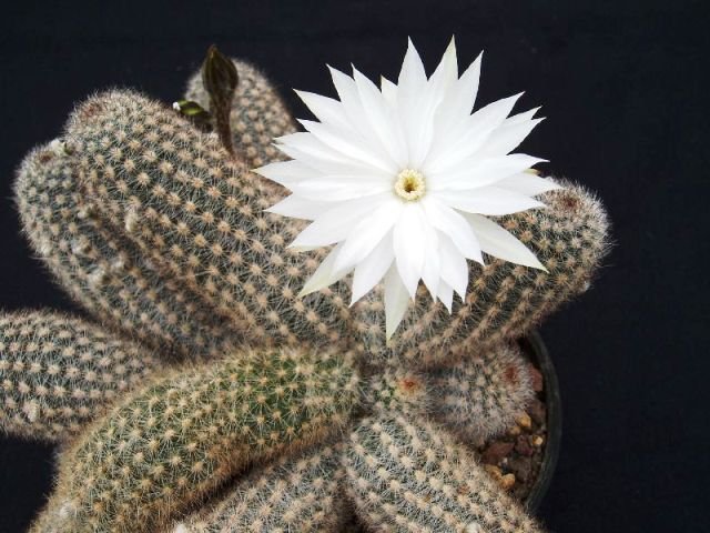 Pygmaeocereus_bylesianus_1